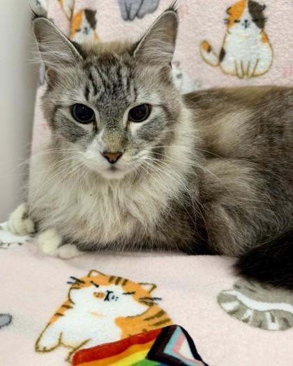 Enlarge Yuki, a Adoptable mixed breed in Saint Petersburg, FL image 1/2