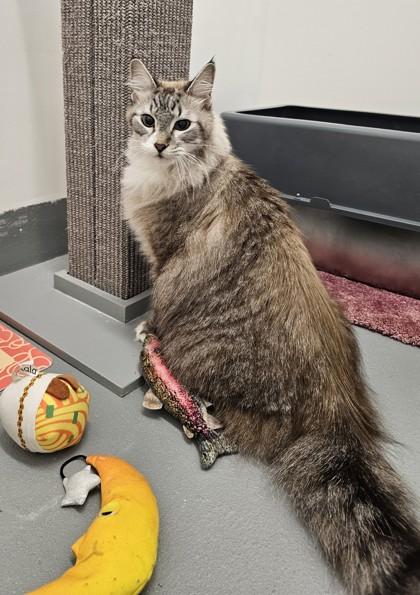 Enlarge Yuki, a Adoptable mixed breed in Saint Petersburg, FL image 2/2