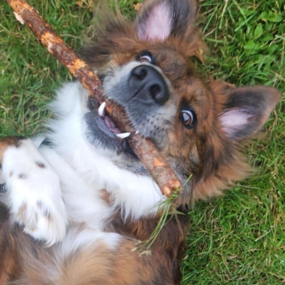 Enlarge Charlie, a Adoptable mixed breed in Amherst, NY image 1/6