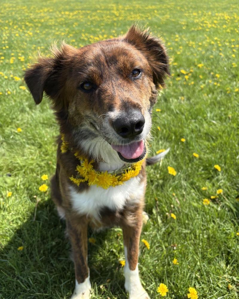 Enlarge Charlie, a Adoptable mixed breed in Amherst, NY image 2/6