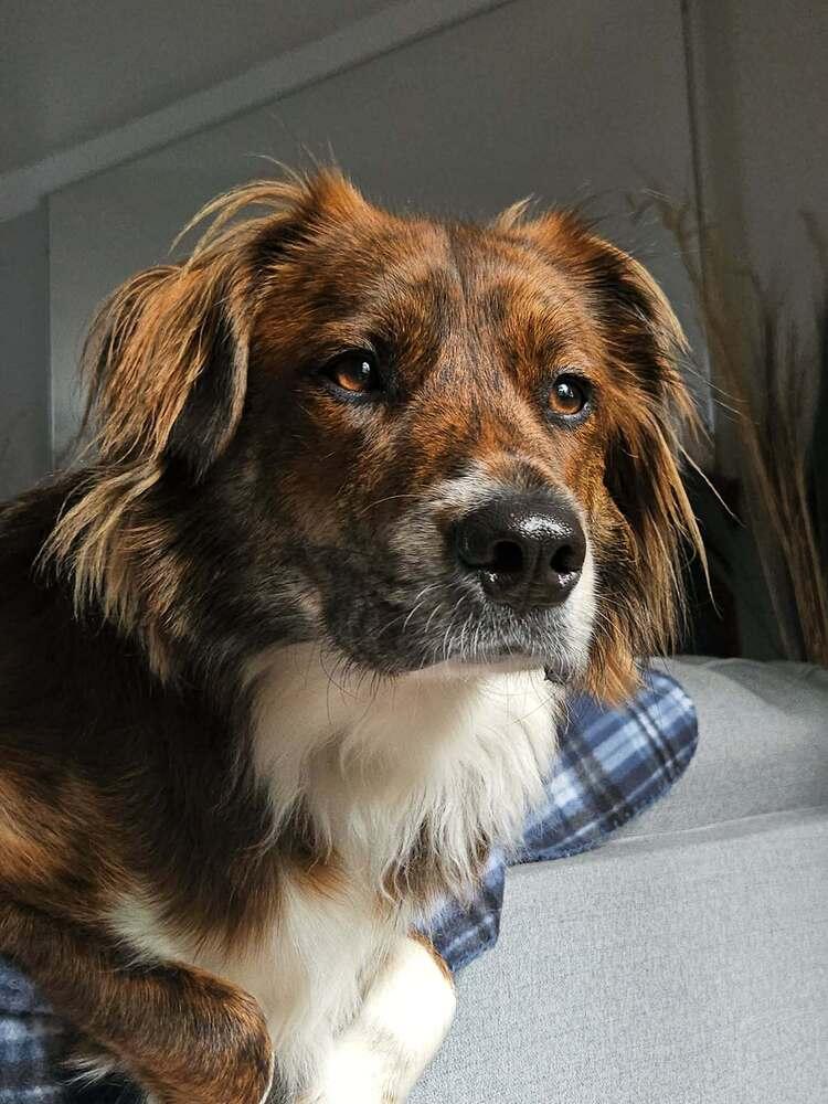 Charlie, Adoptable, Adult Male Border Collie.