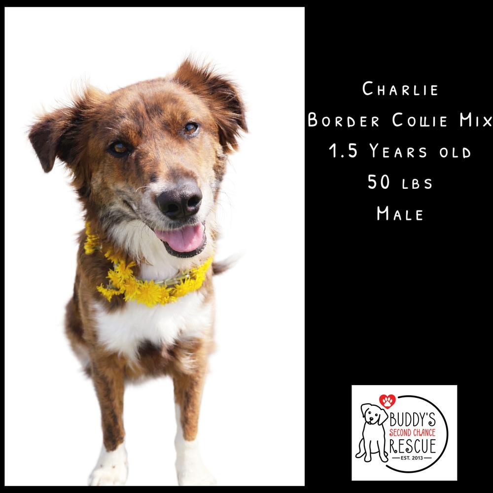 Enlarge Charlie, a Adoptable mixed breed in Amherst, NY image 4/6