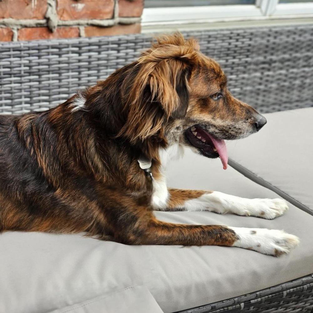 Enlarge Charlie, a Adoptable mixed breed in Amherst, NY image 5/6