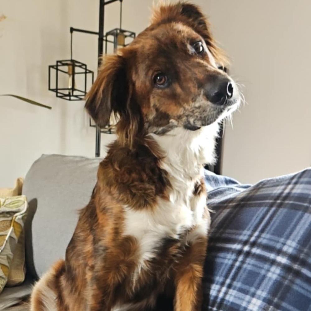 Enlarge Charlie, a Adoptable mixed breed in Amherst, NY image 6/6