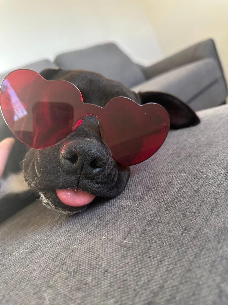 Enlarge Lovebug, a Adoptable mixed breed in Denver, CO image 2/5