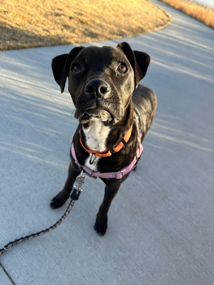 Enlarge Lovebug, a Adoptable mixed breed in Denver, CO image 3/5