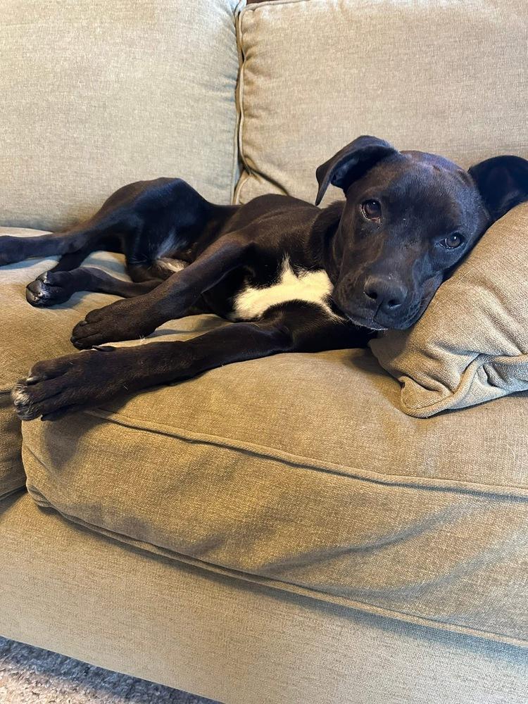 Enlarge Lovebug, a Adoptable mixed breed in Denver, CO image 4/5