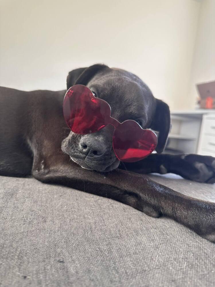 Enlarge Lovebug, a Adoptable mixed breed in Denver, CO image 5/5