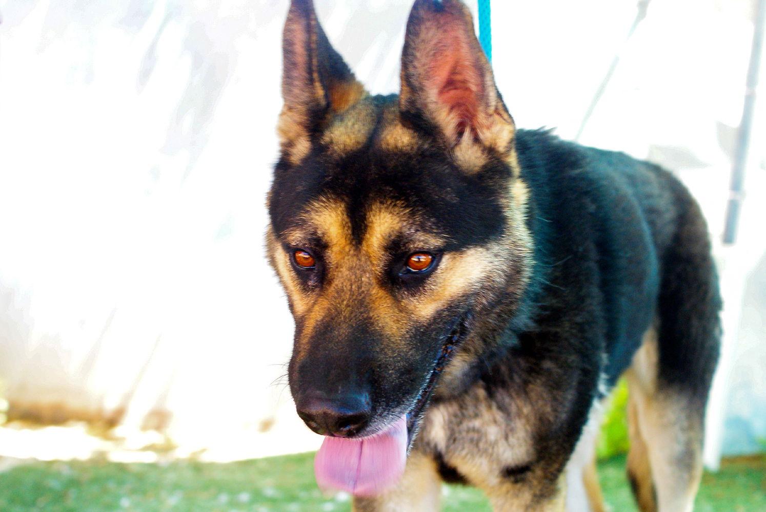 Enlarge Sarge -, a Adoptable mixed breed in Apple Valley, CA image 2/3