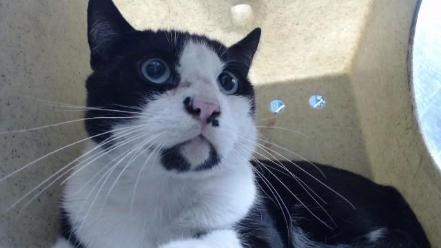 ANTONIO, Adoptable, Adult Male Domestic Short Hair.
