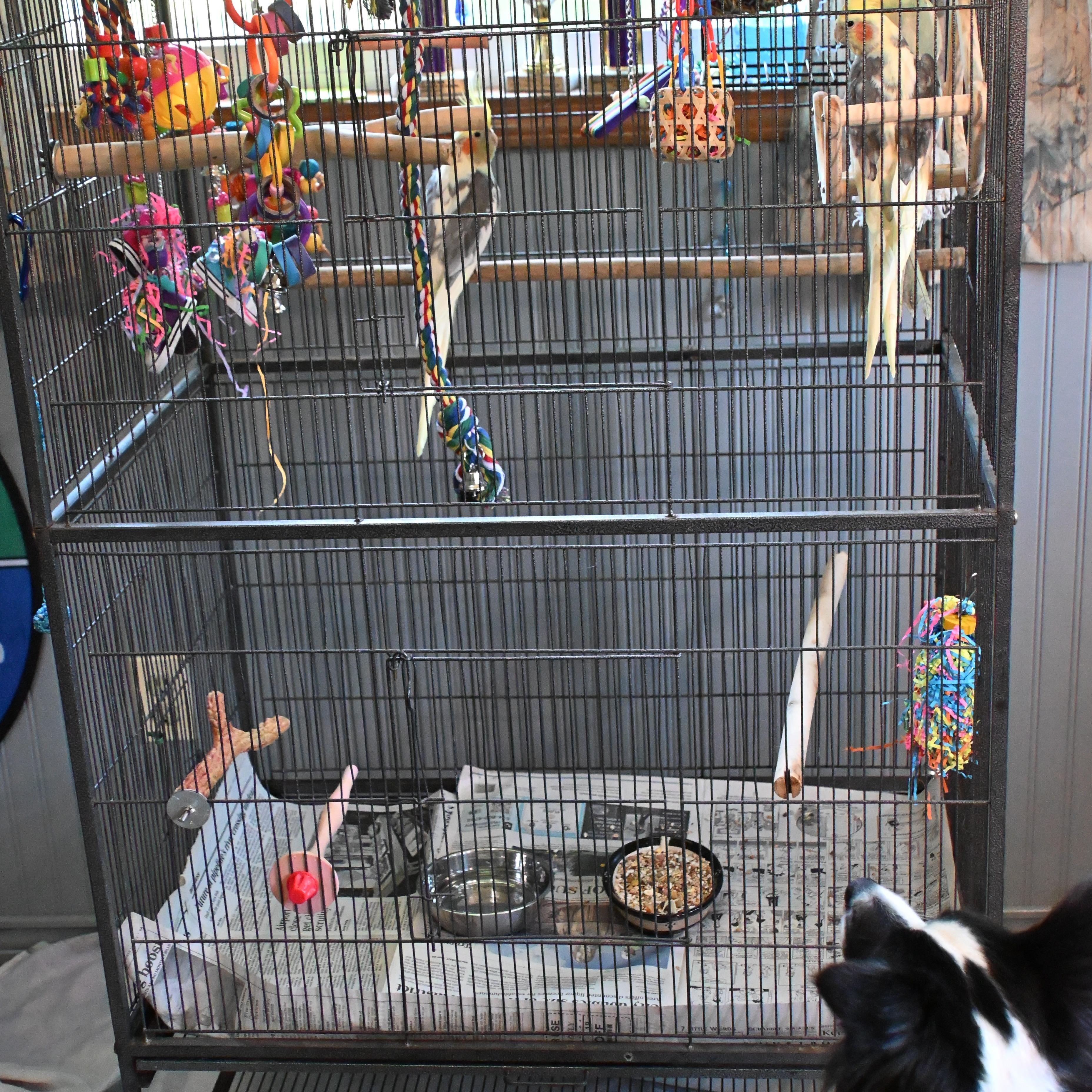 Enlarge Hopscotch, a ADOPTABLE Cockatiel in South Bend, IN image 3/6