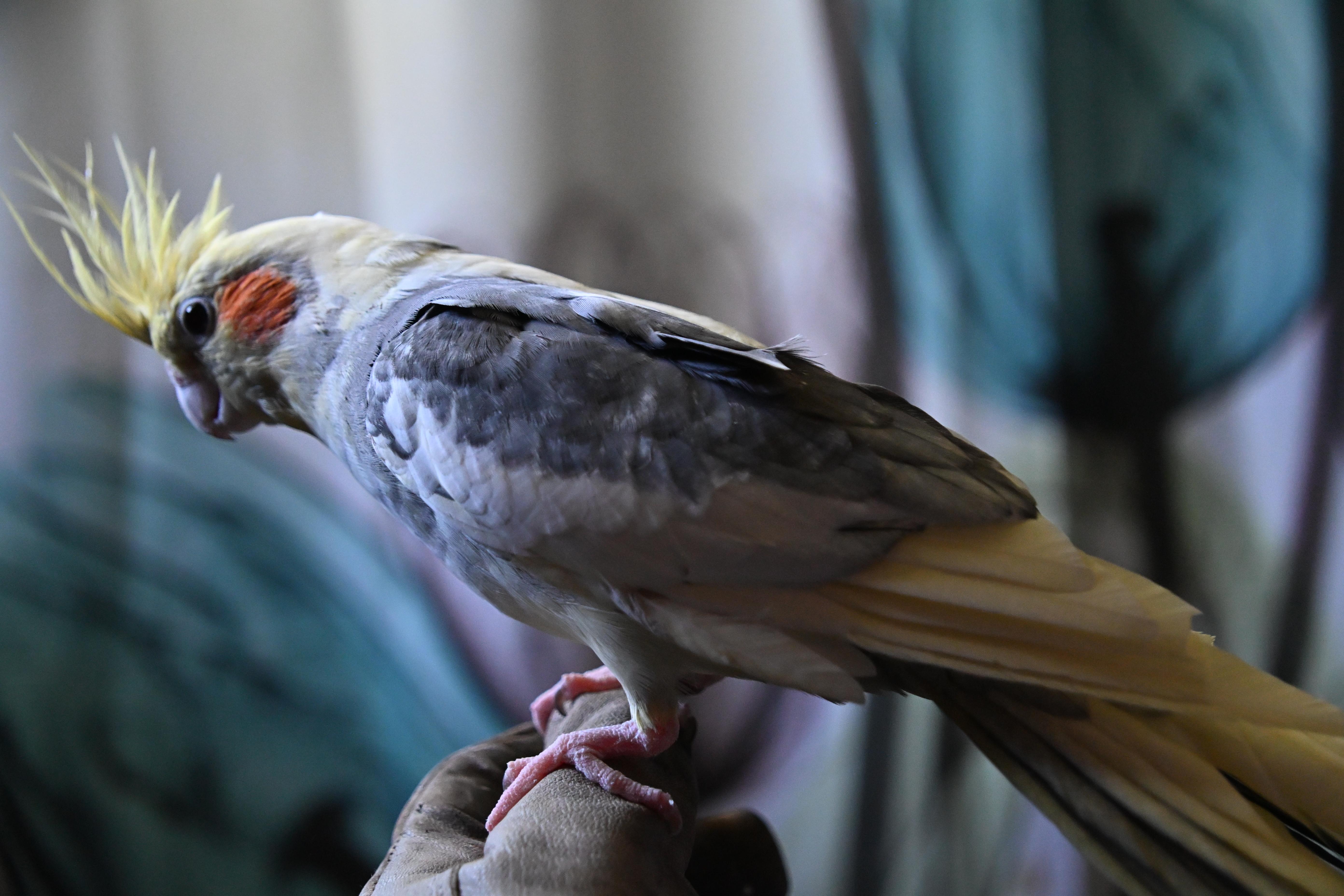 Hopscotch, ADOPTABLE, Adult Female Cockatiel.