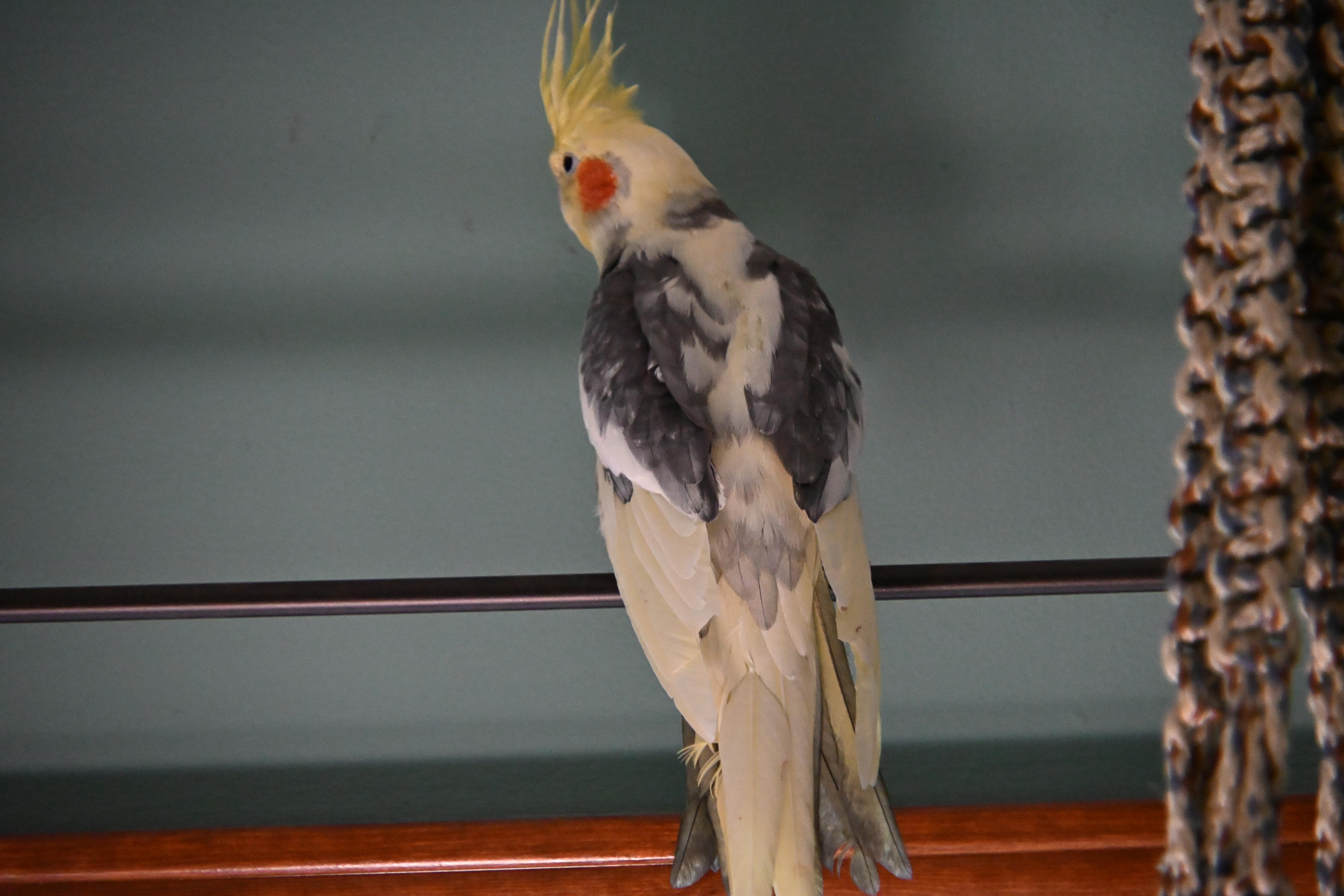 Enlarge Hopscotch, a ADOPTABLE Cockatiel in South Bend, IN image 5/6