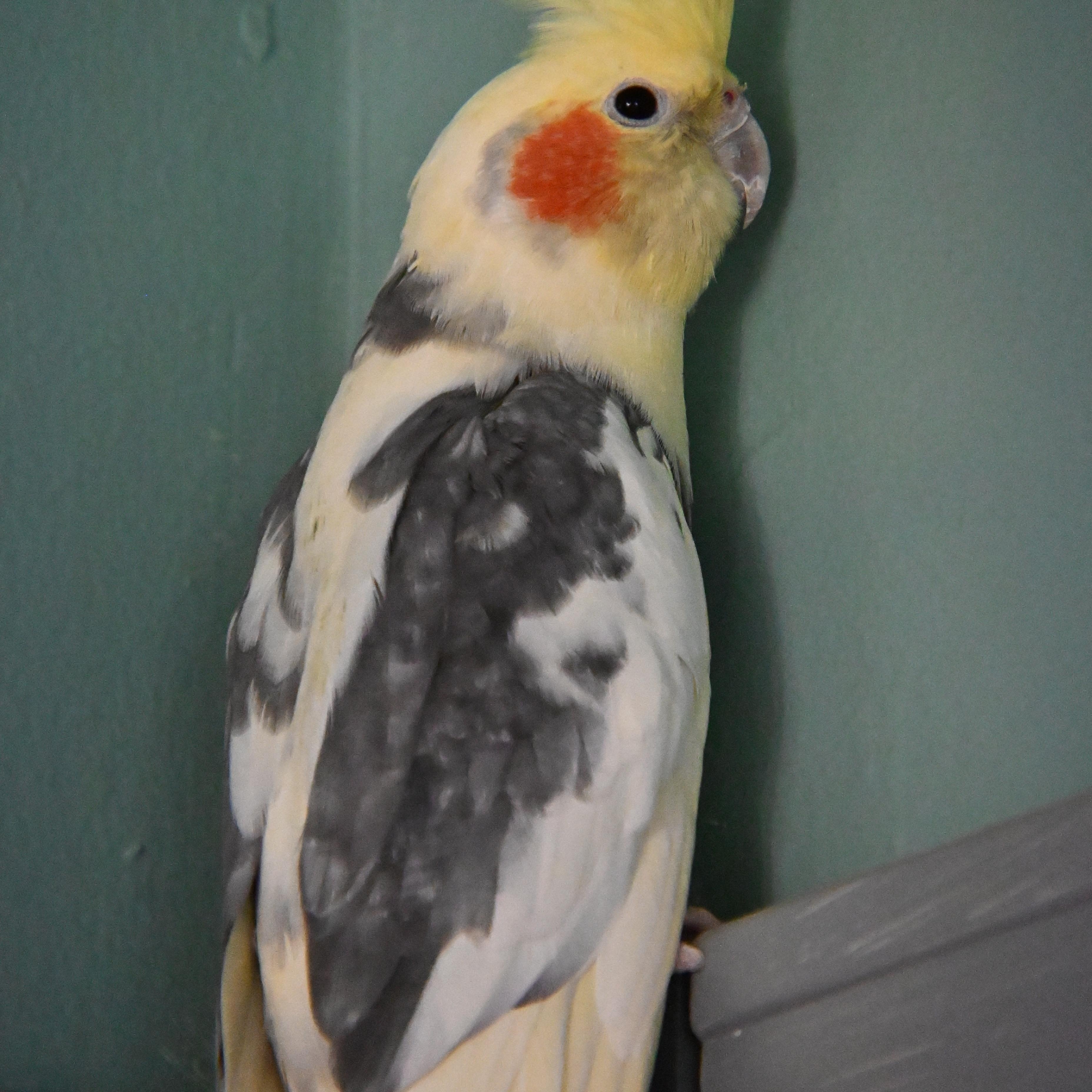 Enlarge Hopscotch, a ADOPTABLE Cockatiel in South Bend, IN image 2/6