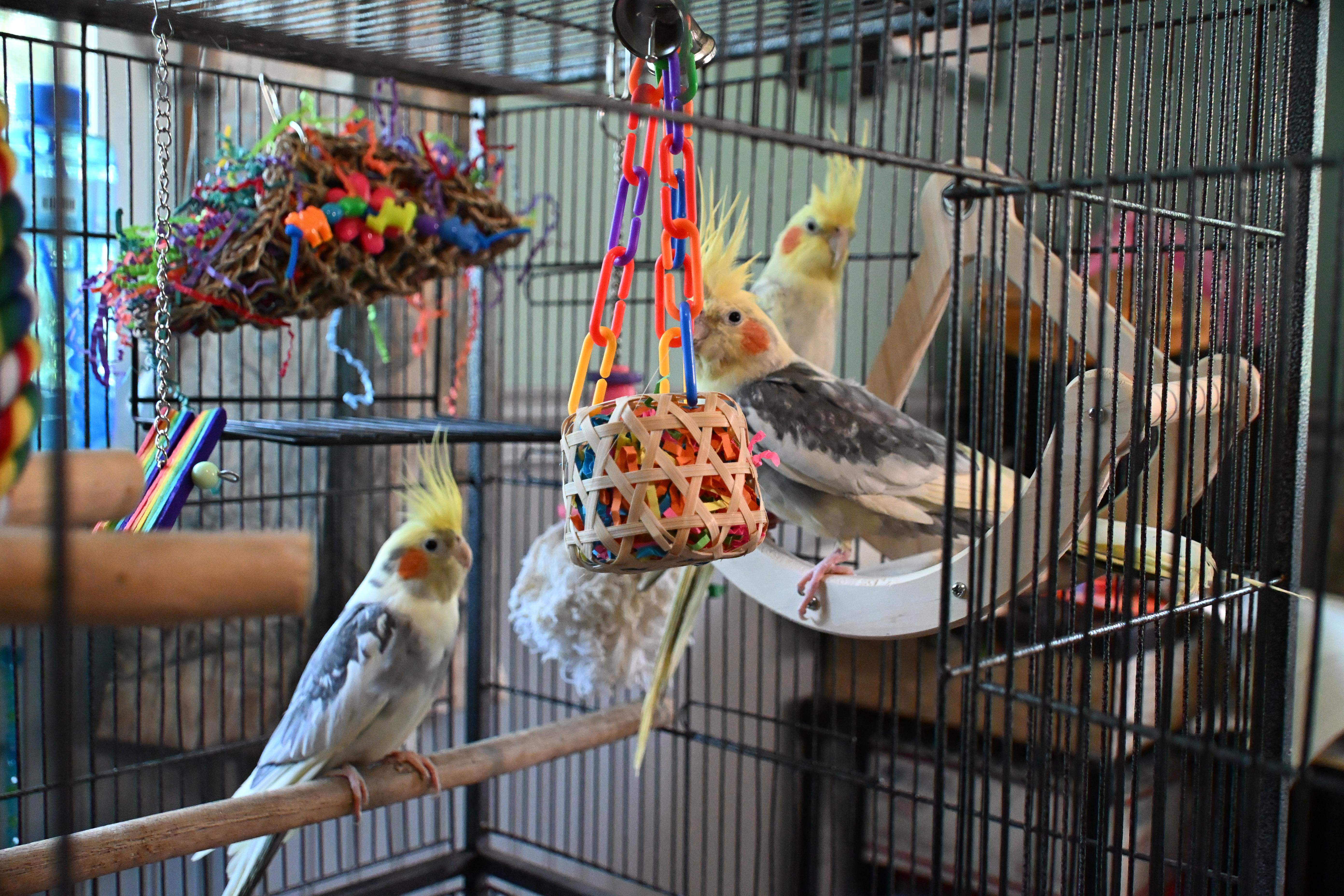 Enlarge Hopscotch, a ADOPTABLE Cockatiel in South Bend, IN image 4/6