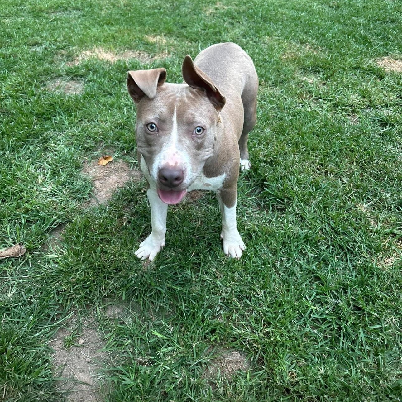 Tank, a Adoptable mixed breed in cumming, GA image 1/5