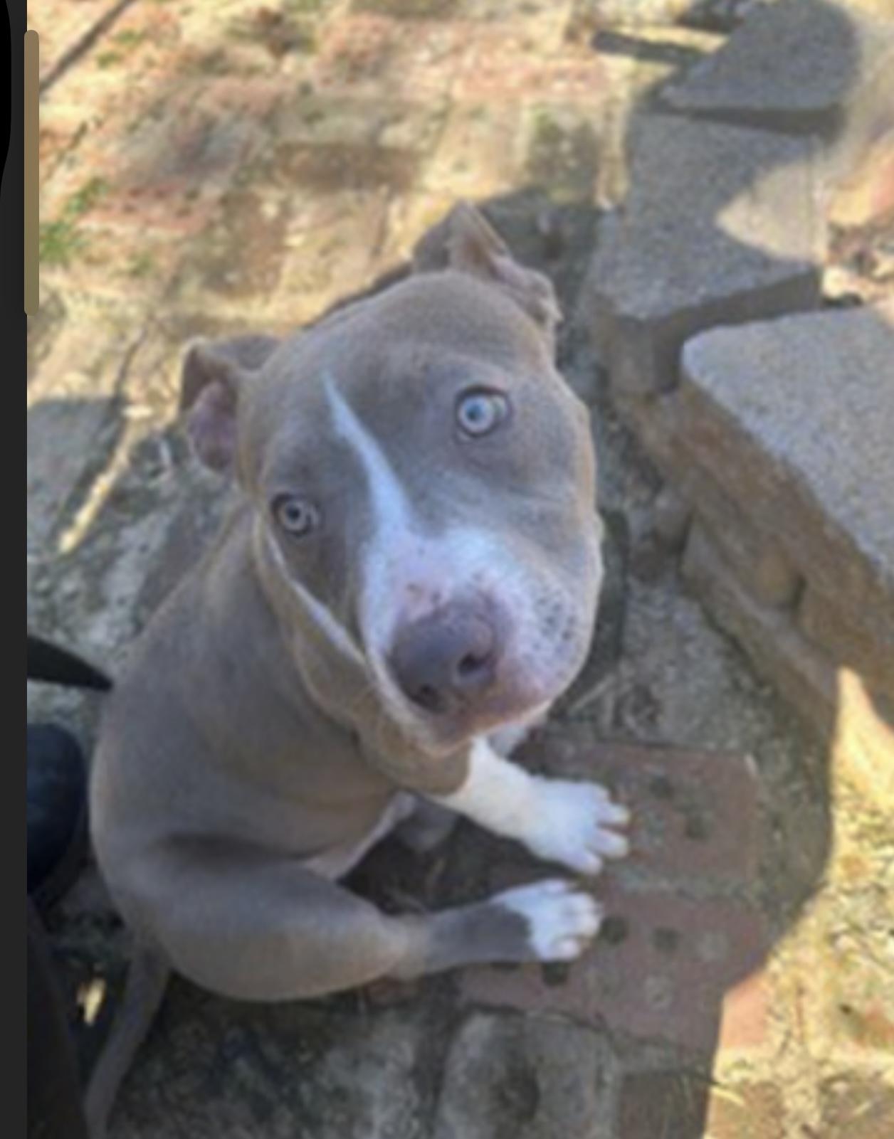 Tank, a Adoptable mixed breed in cumming, GA image 5/5