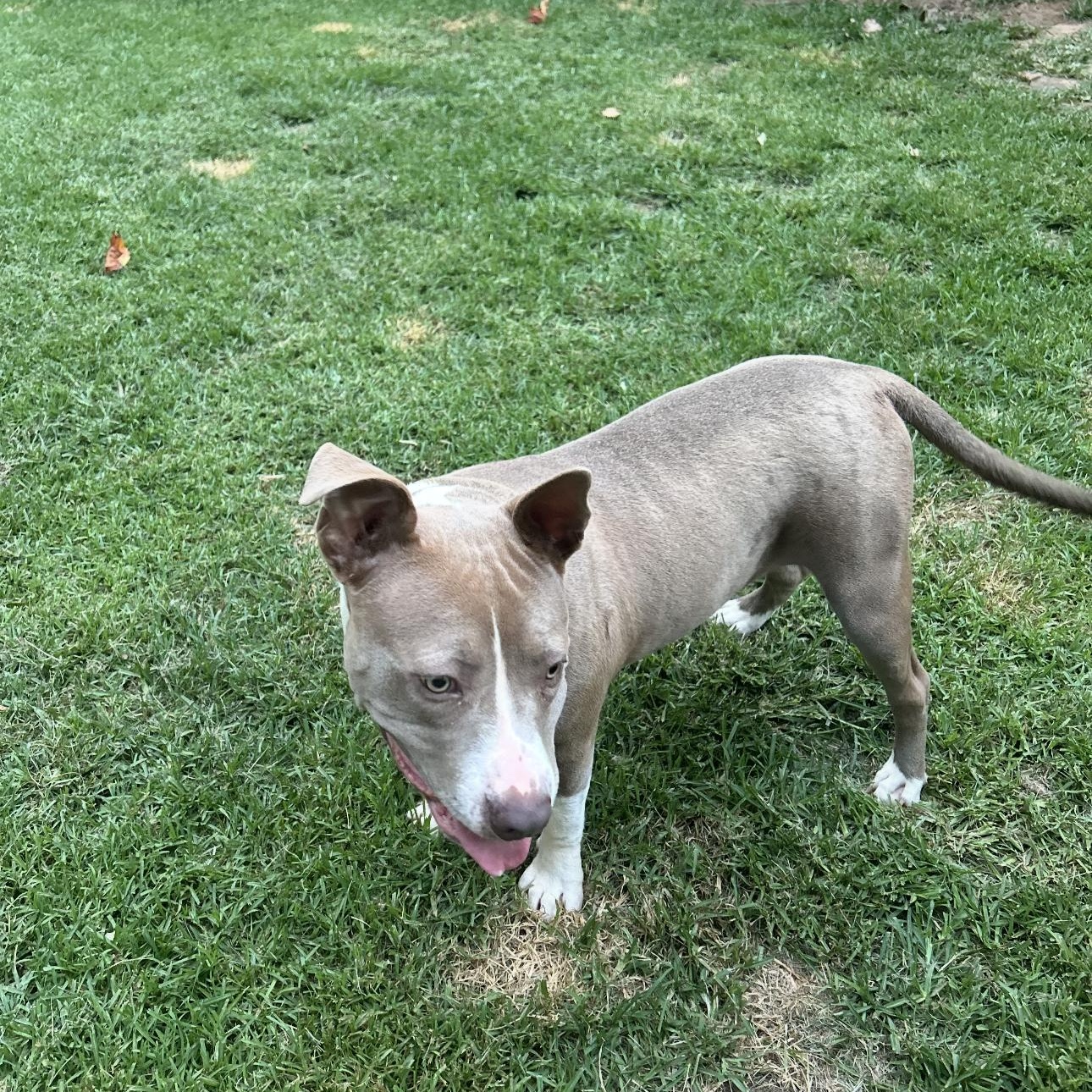 Tank, a Adoptable mixed breed in cumming, GA image 4/5