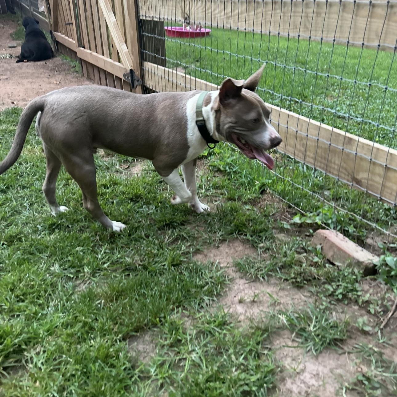 Tank, a Adoptable mixed breed in cumming, GA image 2/5