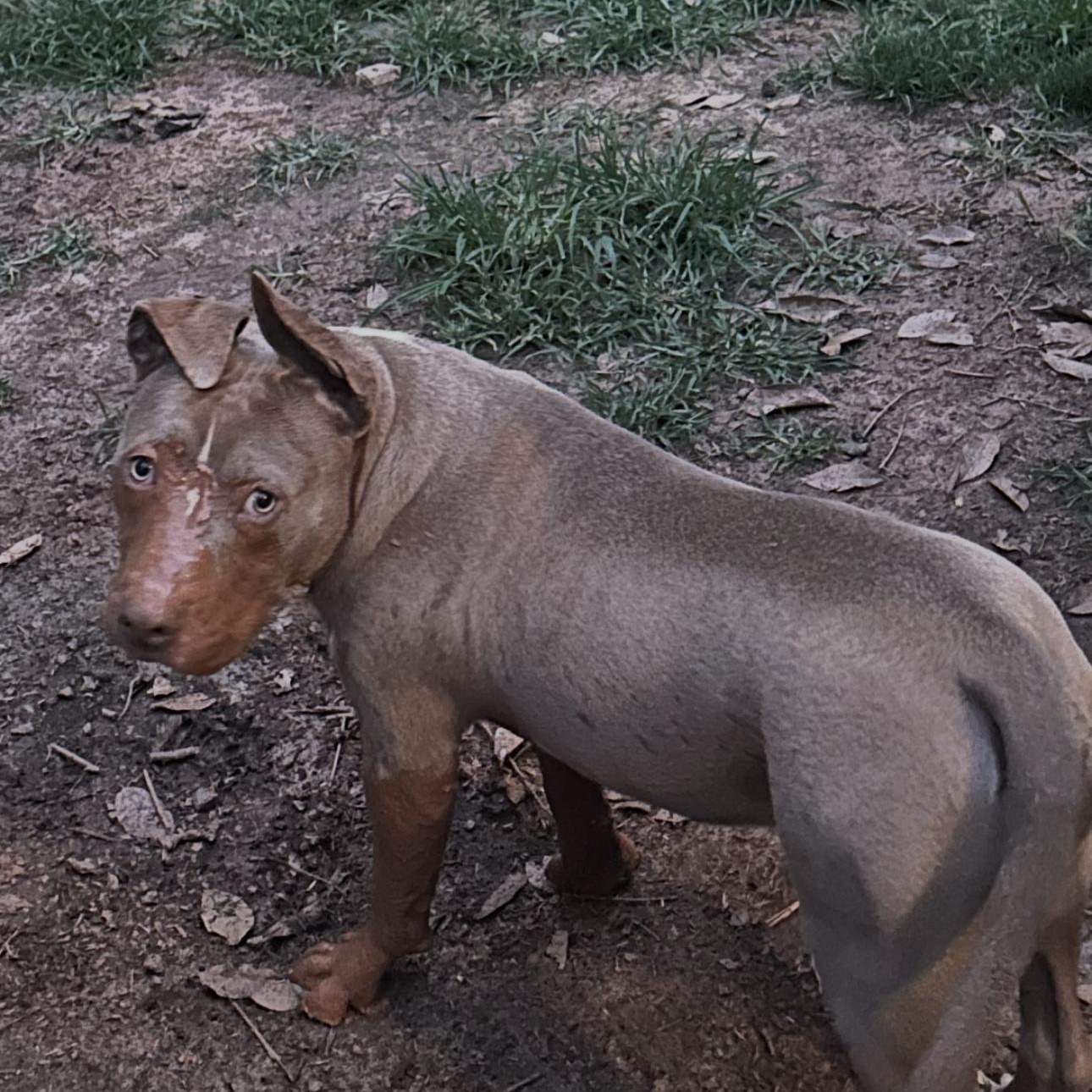 Tank, a Adoptable mixed breed in cumming, GA image 3/5