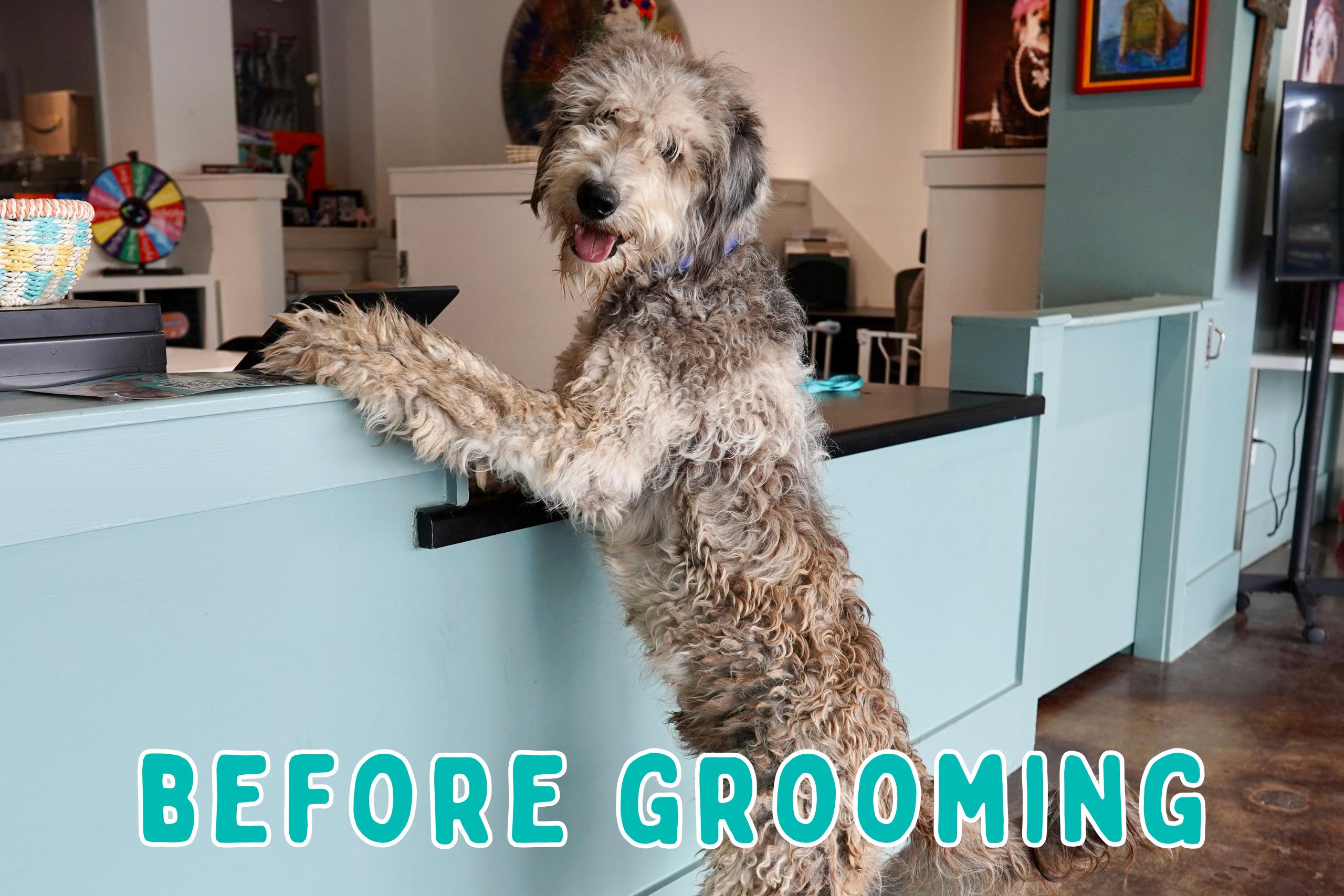 Gus, adoptable, Young Male Bernedoodle.