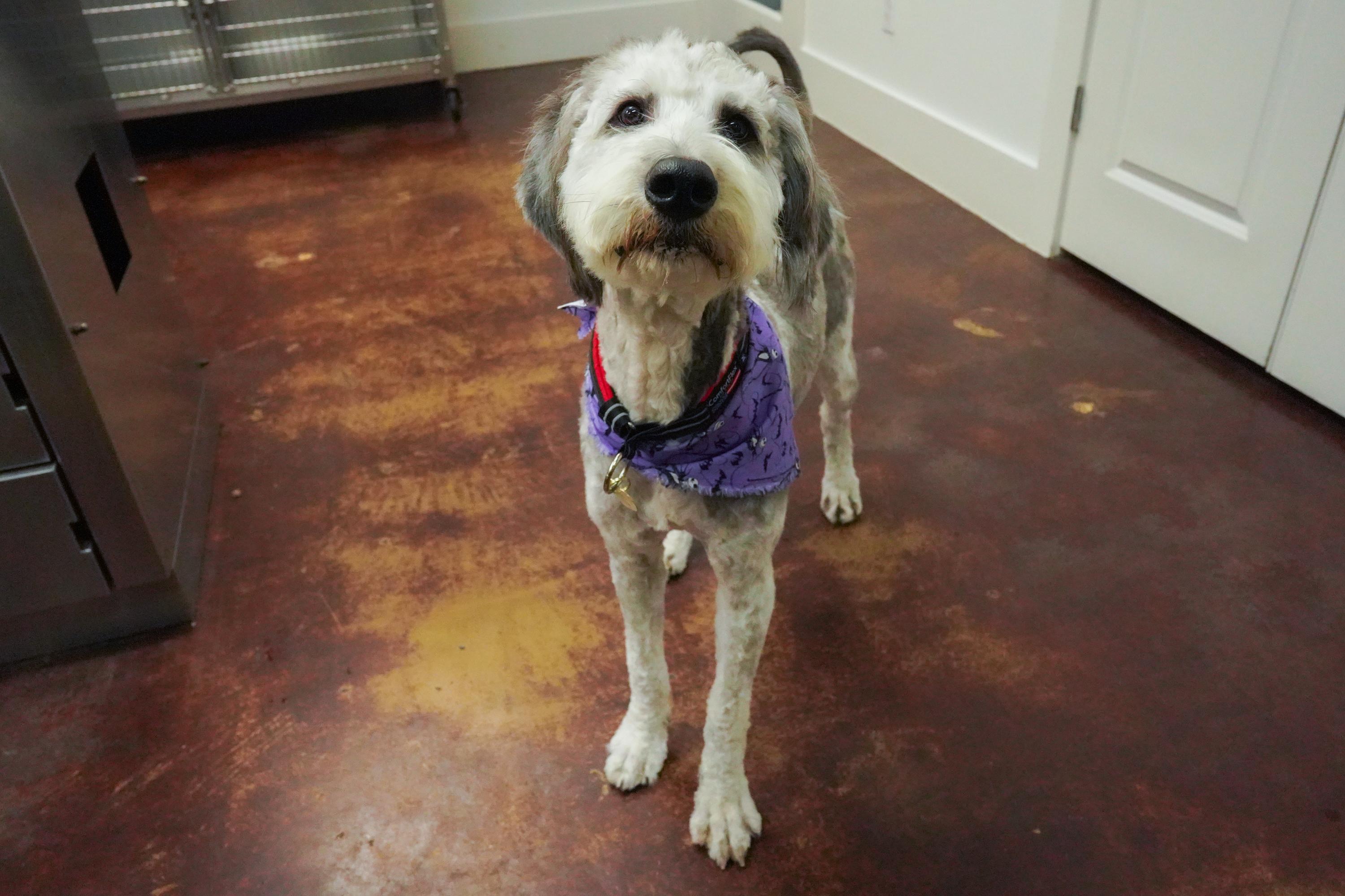 Enlarge Gus, an adoptable Bernedoodle in San Antonio, TX image 5/6