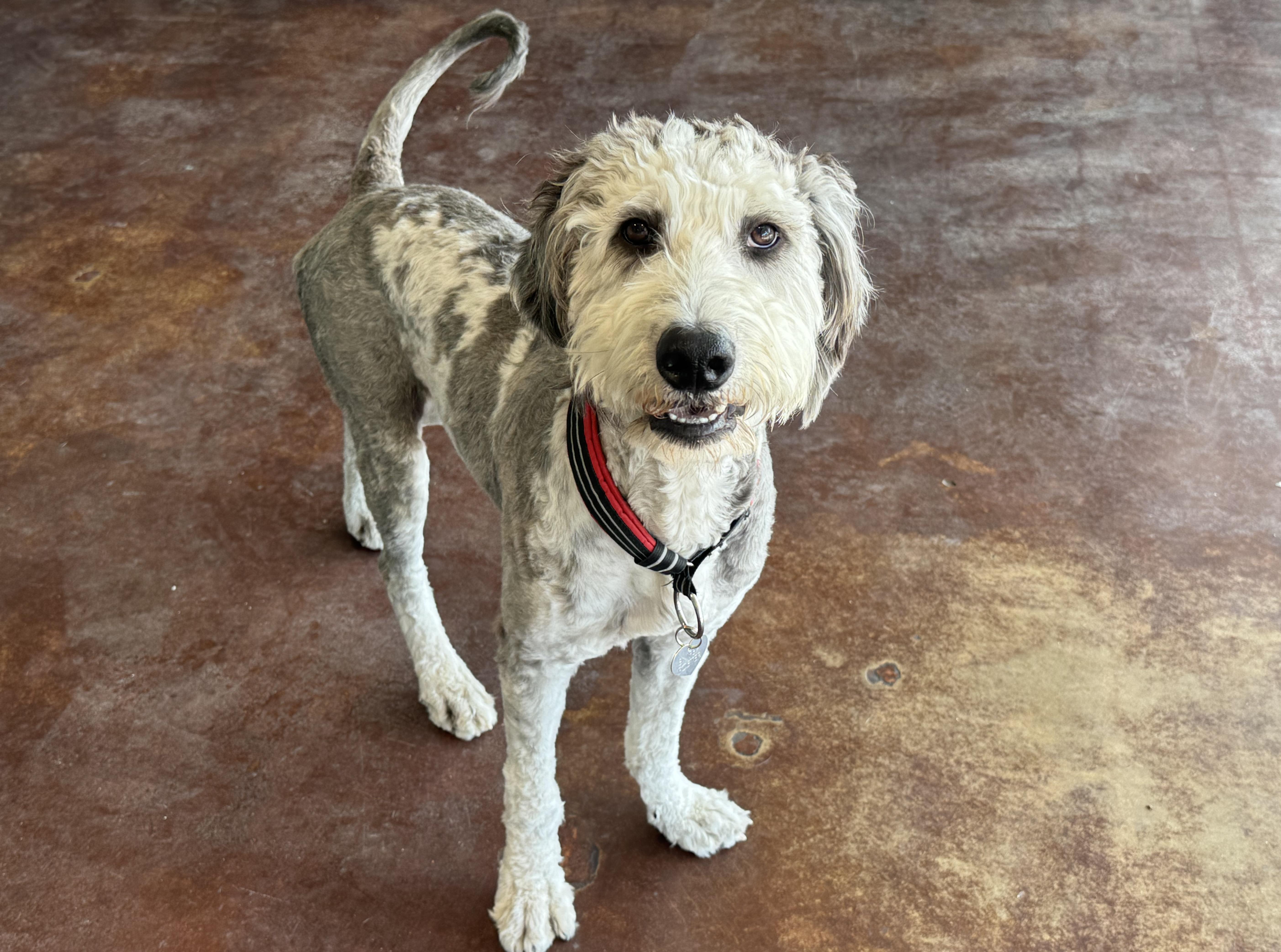 Enlarge Gus, an adoptable Bernedoodle in San Antonio, TX image 2/6