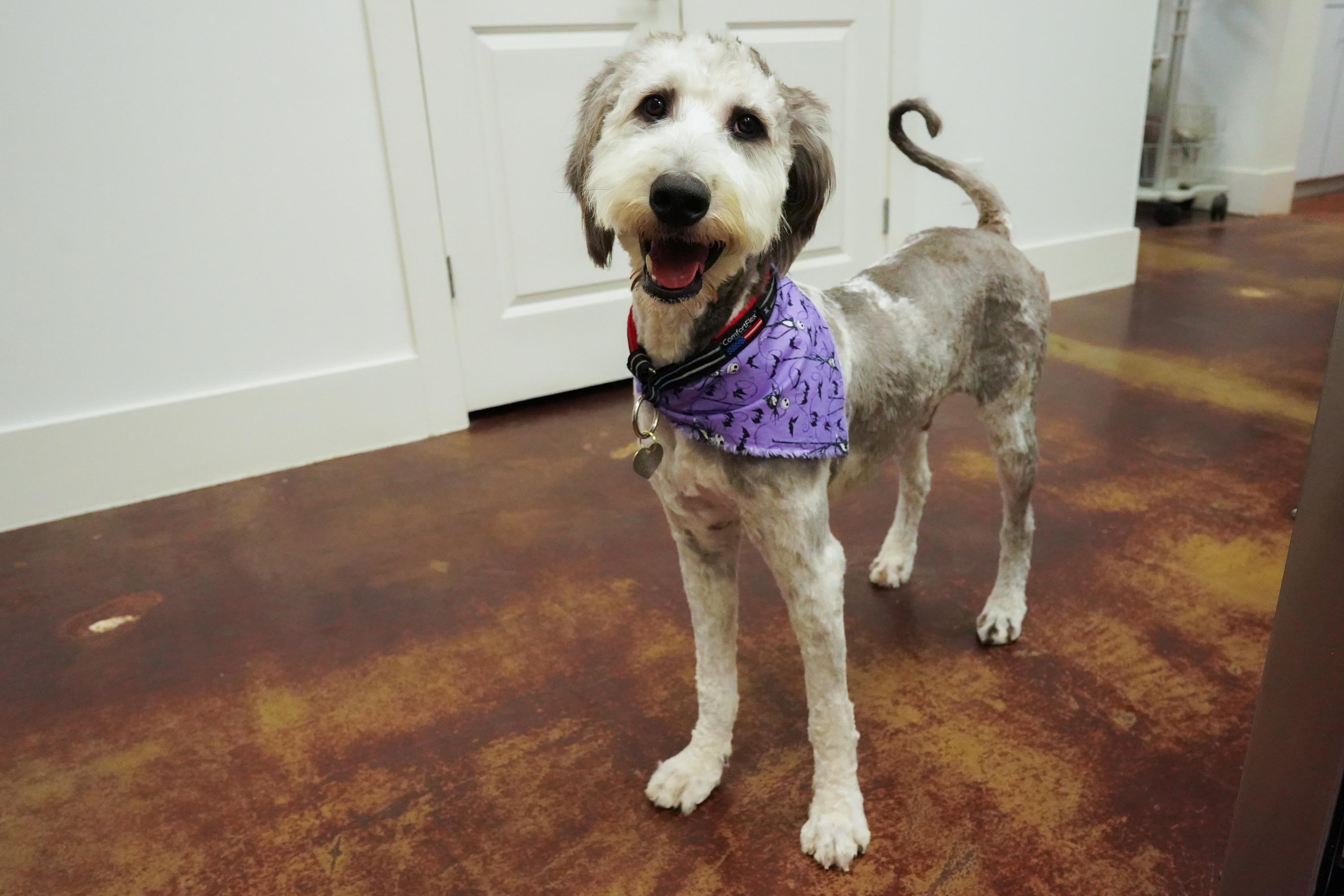Enlarge Gus, an adoptable Bernedoodle in San Antonio, TX image 4/6