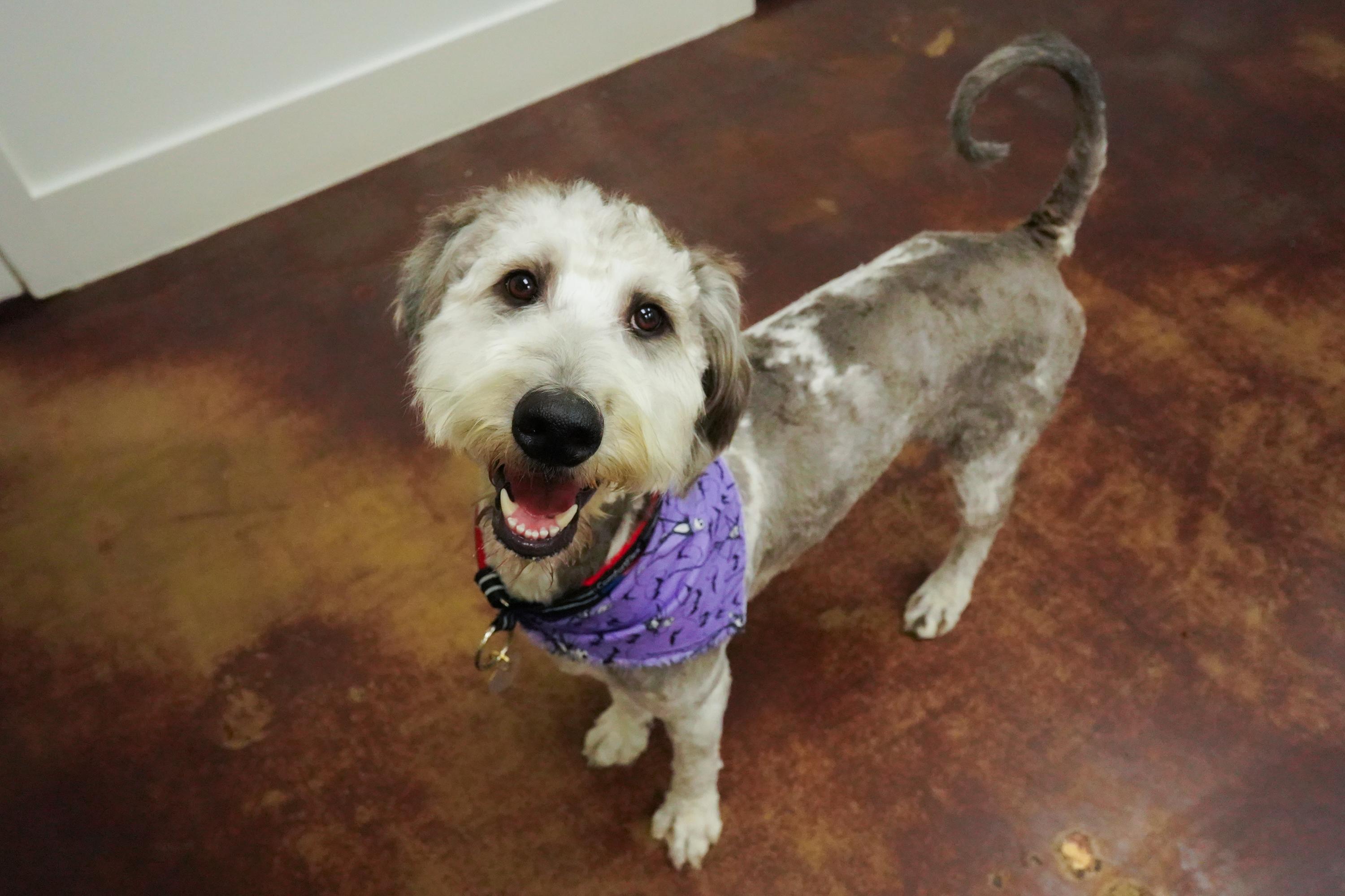 Enlarge Gus, an adoptable Bernedoodle in San Antonio, TX image 6/6