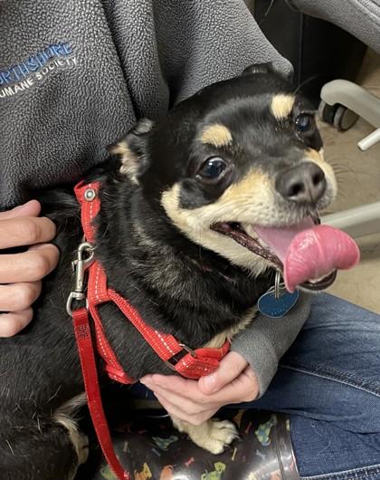 PeanutBrittle, Adoptable, Adult Female Mixed Breed & Mixed Breed.