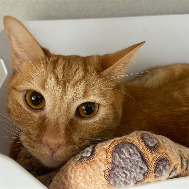 Enlarge TWIX, a Adoptable Domestic Short Hair in Aurora, CO image 1/1