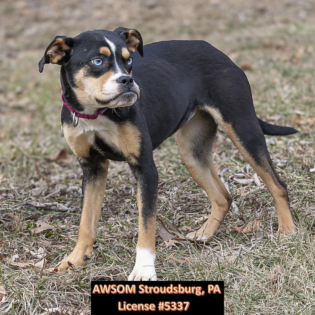 Enlarge Cherry, a ADOPTABLE mixed breed in Stroudsburg, PA image 2/3