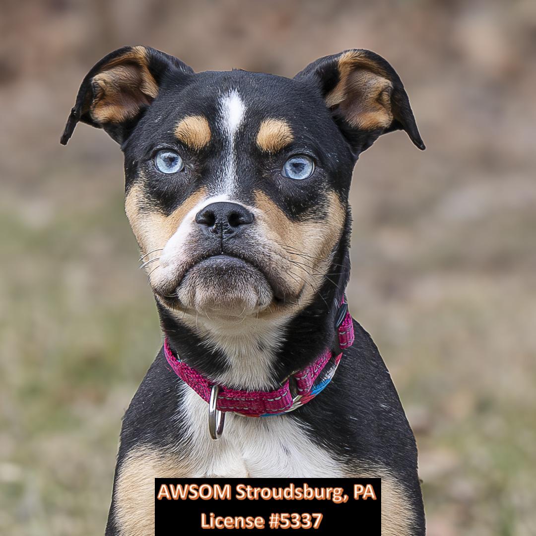 Cherry, ADOPTABLE, Young Female American Bulldog & Siberian Husky.