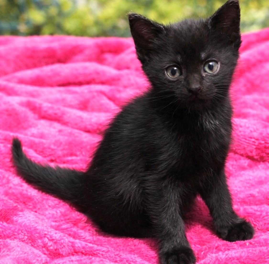 Beyonce', ADOPTABLE, Kitten Female Domestic Short Hair.