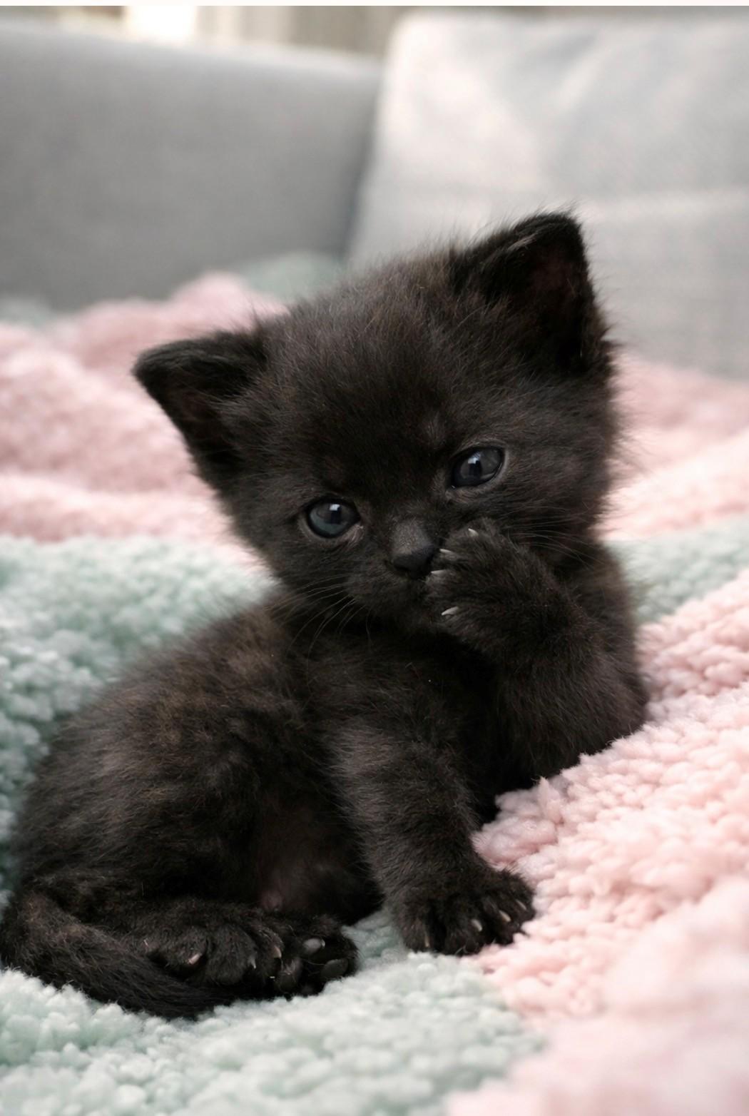 Enlarge Beyonce', a ADOPTABLE Domestic Short Hair in DELRAY Beach, FL image 1/1
