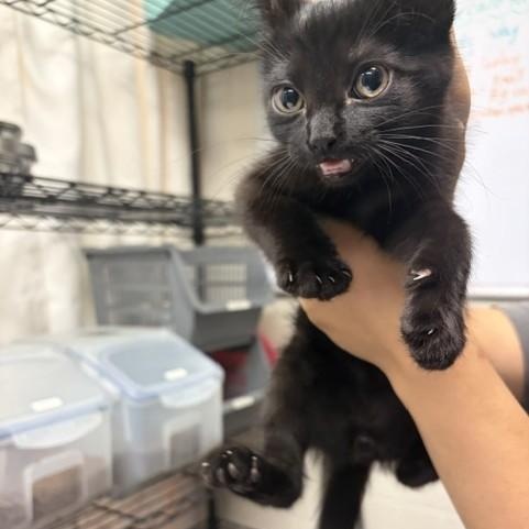 Craig, adopted, Kitten Male Domestic Short Hair.