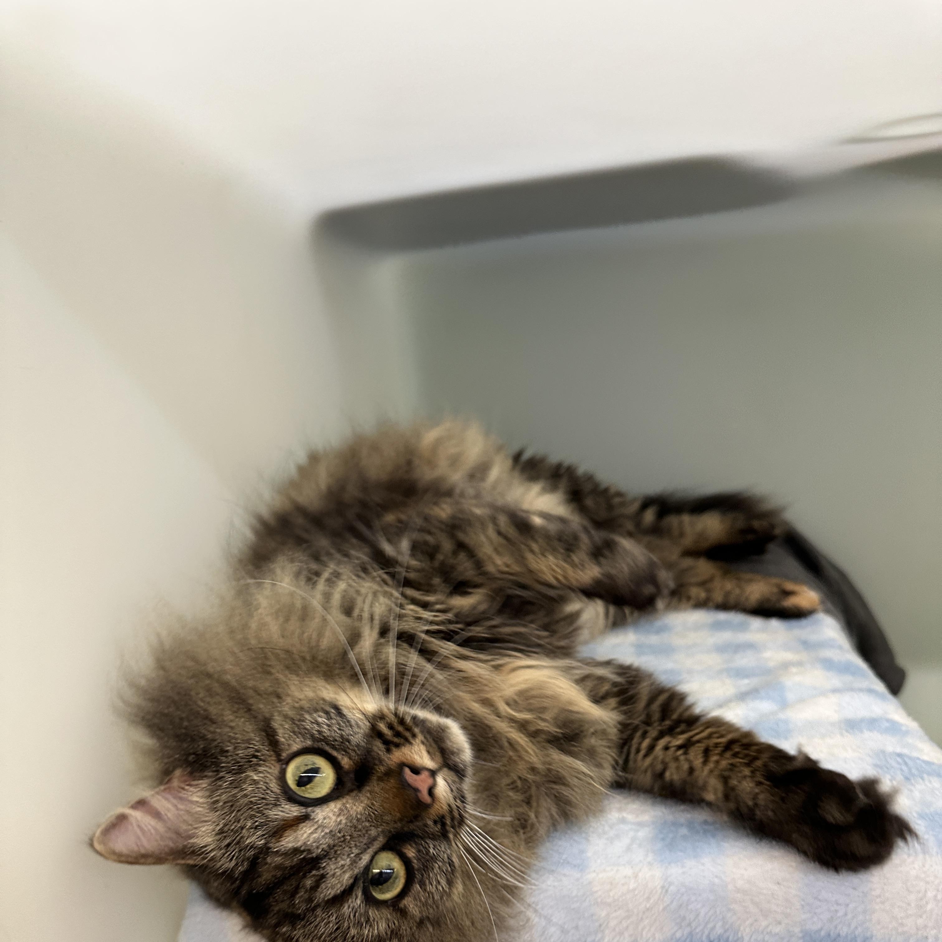 Luna, Adoptable, Adult Female Domestic Long Hair.