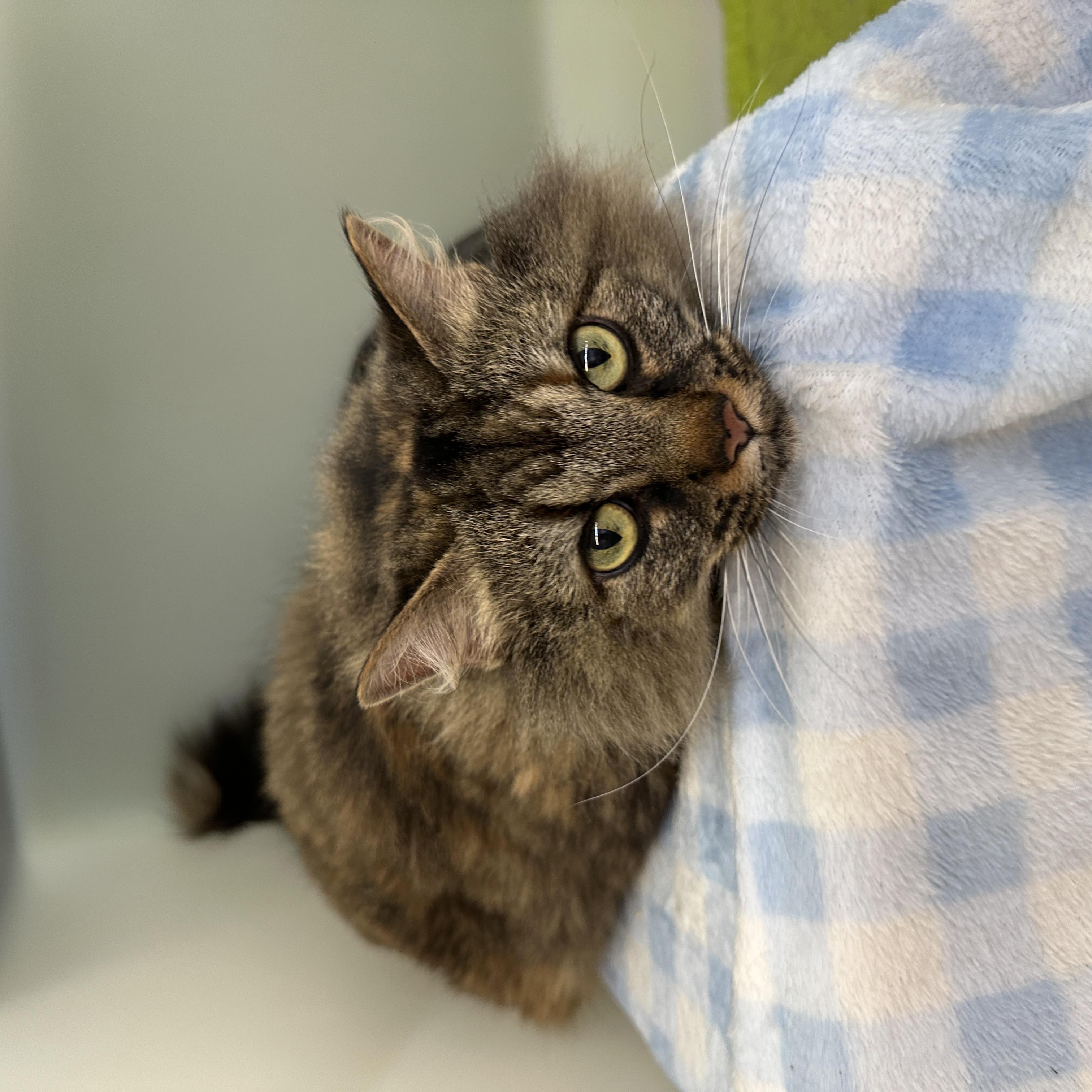 Enlarge Luna, a Adoptable mixed breed in Anchorage, AK image 2/5