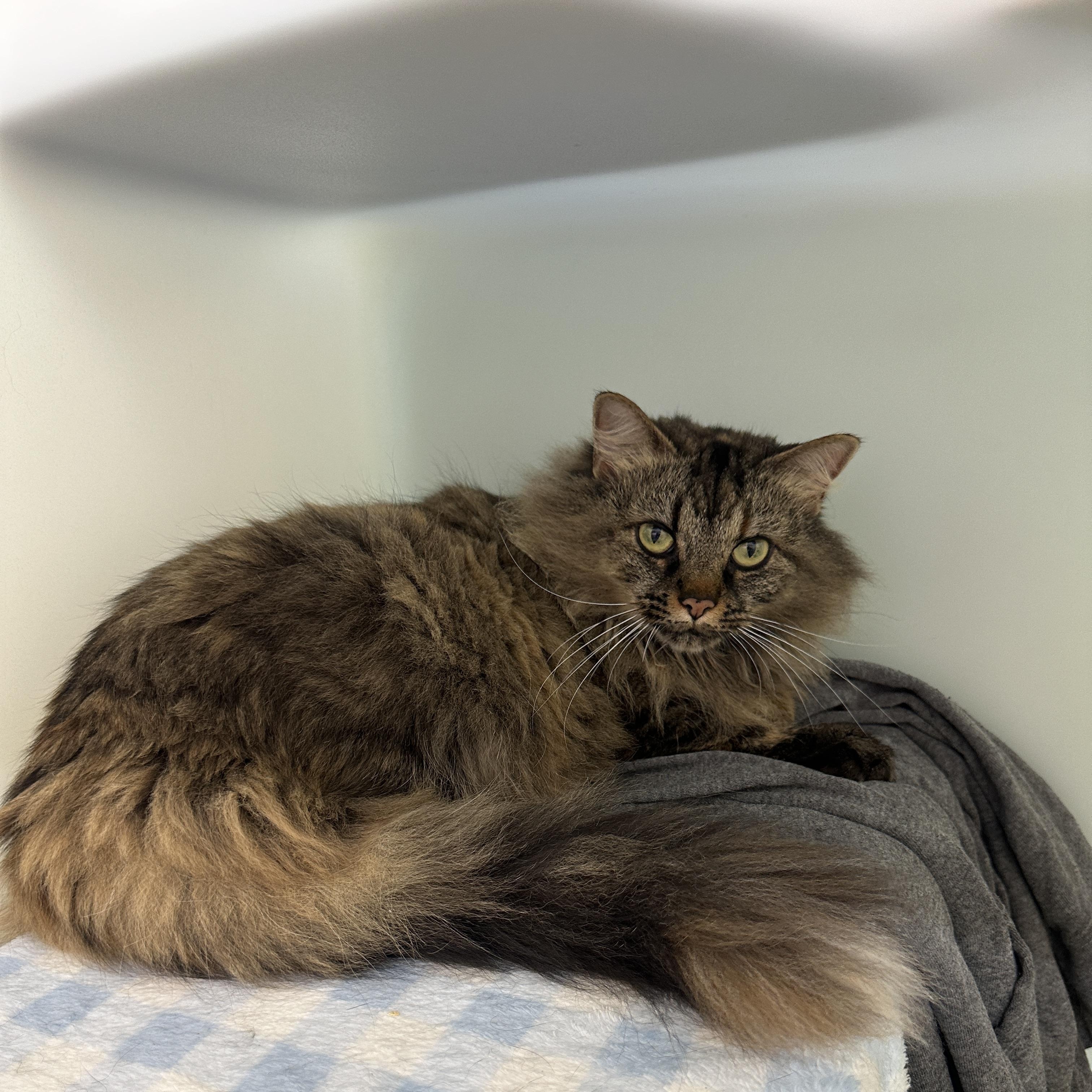 Enlarge Luna, a Adoptable mixed breed in Anchorage, AK image 3/5