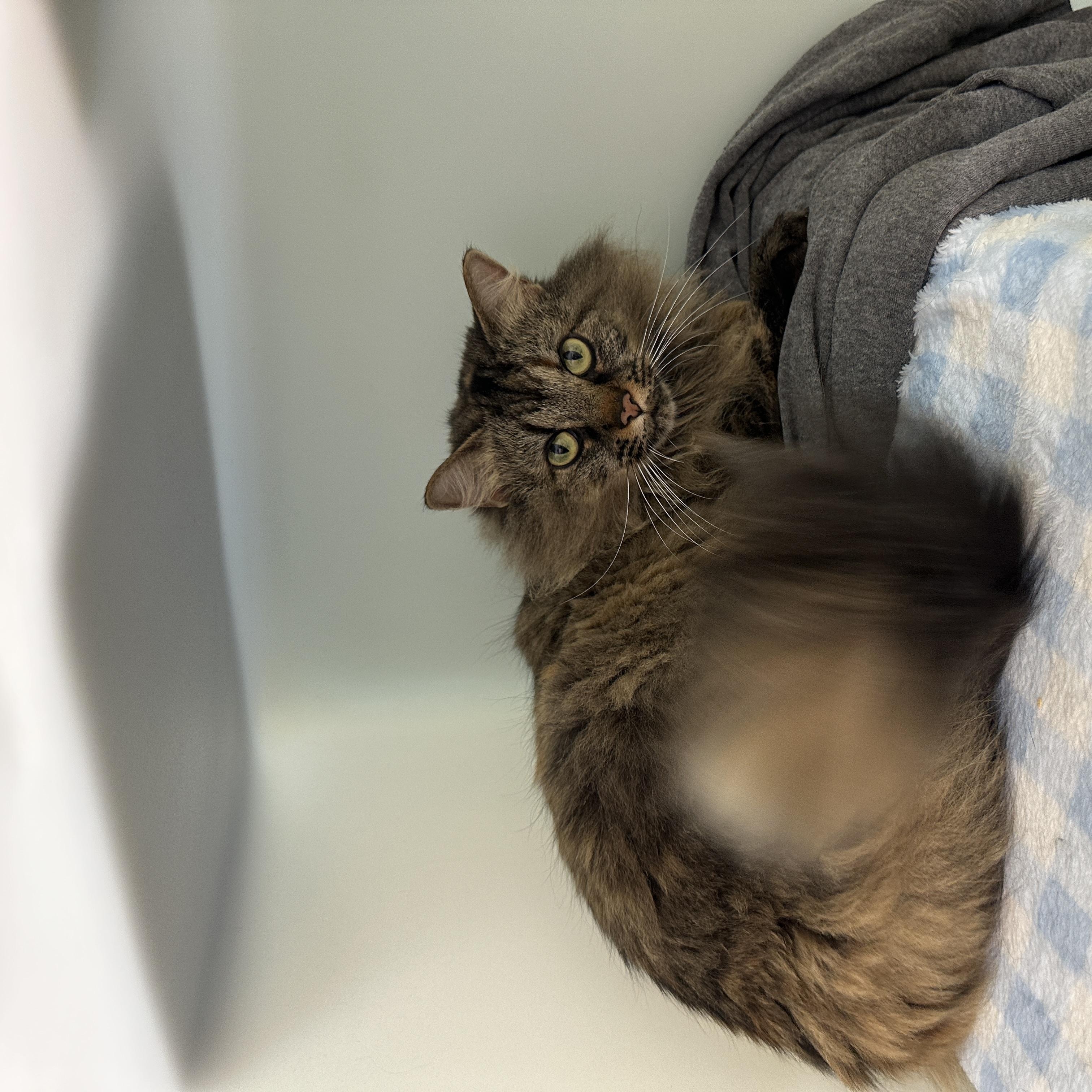 Enlarge Luna, a Adoptable mixed breed in Anchorage, AK image 5/5