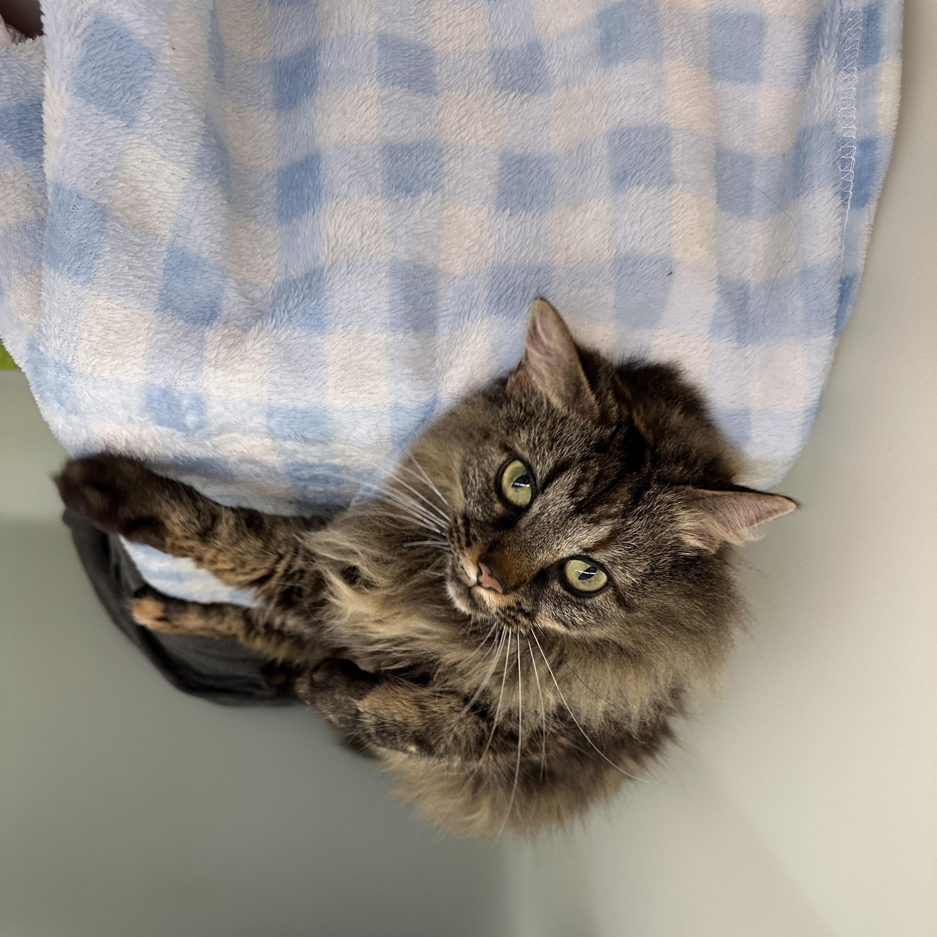 Enlarge Luna, a Adoptable mixed breed in Anchorage, AK image 4/5