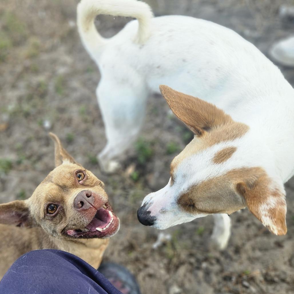 Peanut — thumbnail 2