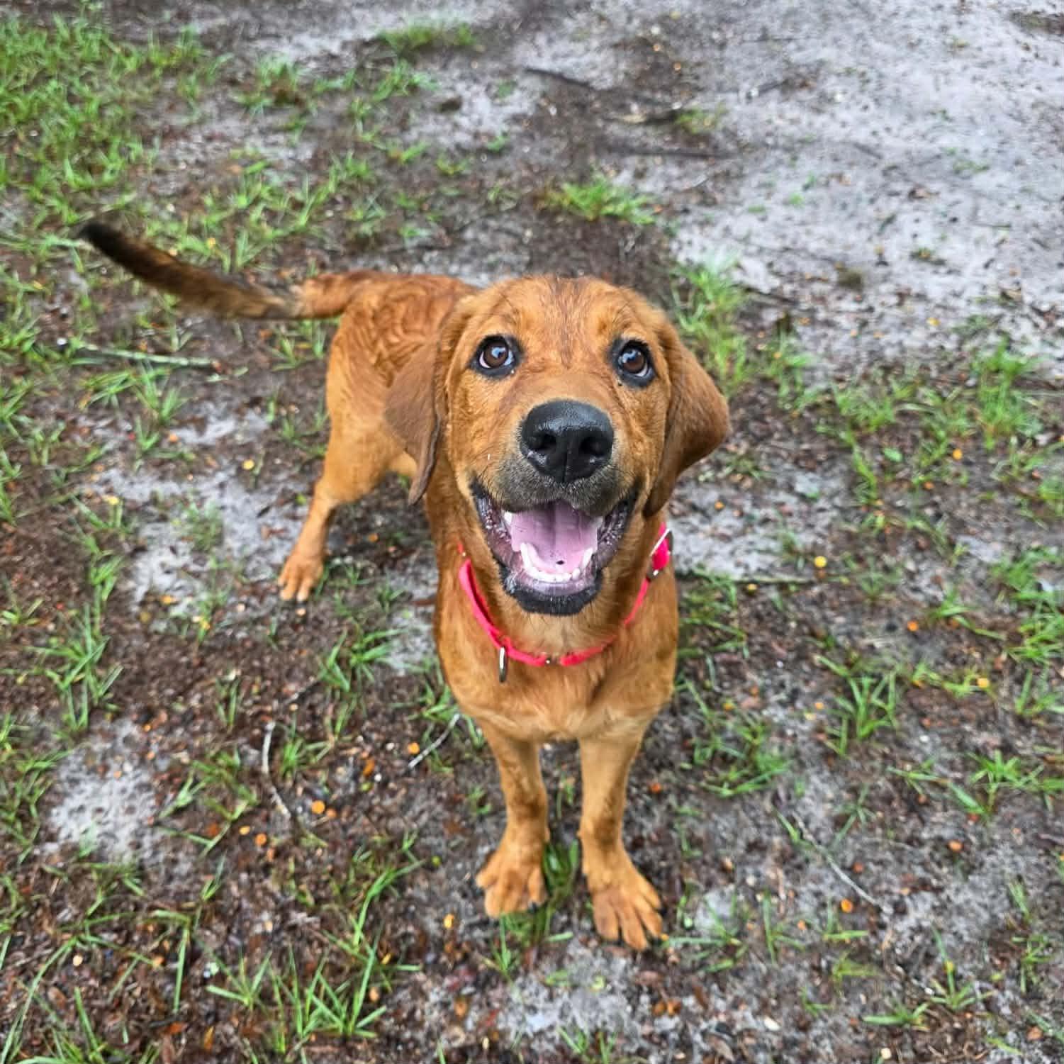 Enlarge Bailey (In Training), a Adoptable mixed breed in Umatilla, FL image 2/3