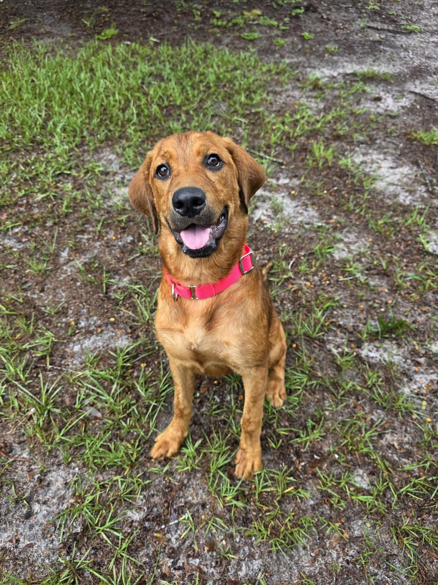 Enlarge Bailey (In Training), a Adoptable mixed breed in Umatilla, FL image 3/3