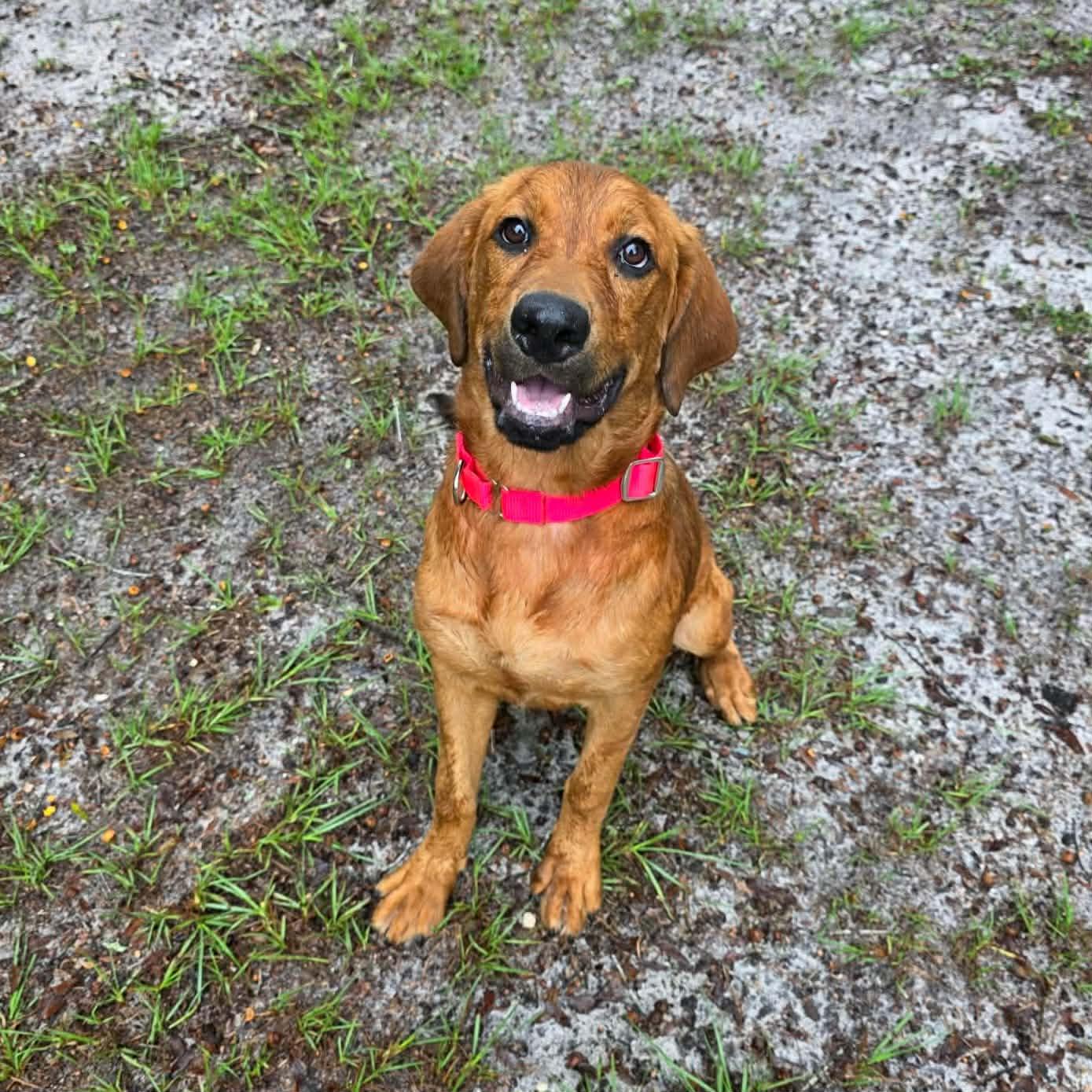 Bailey (In Training) photo