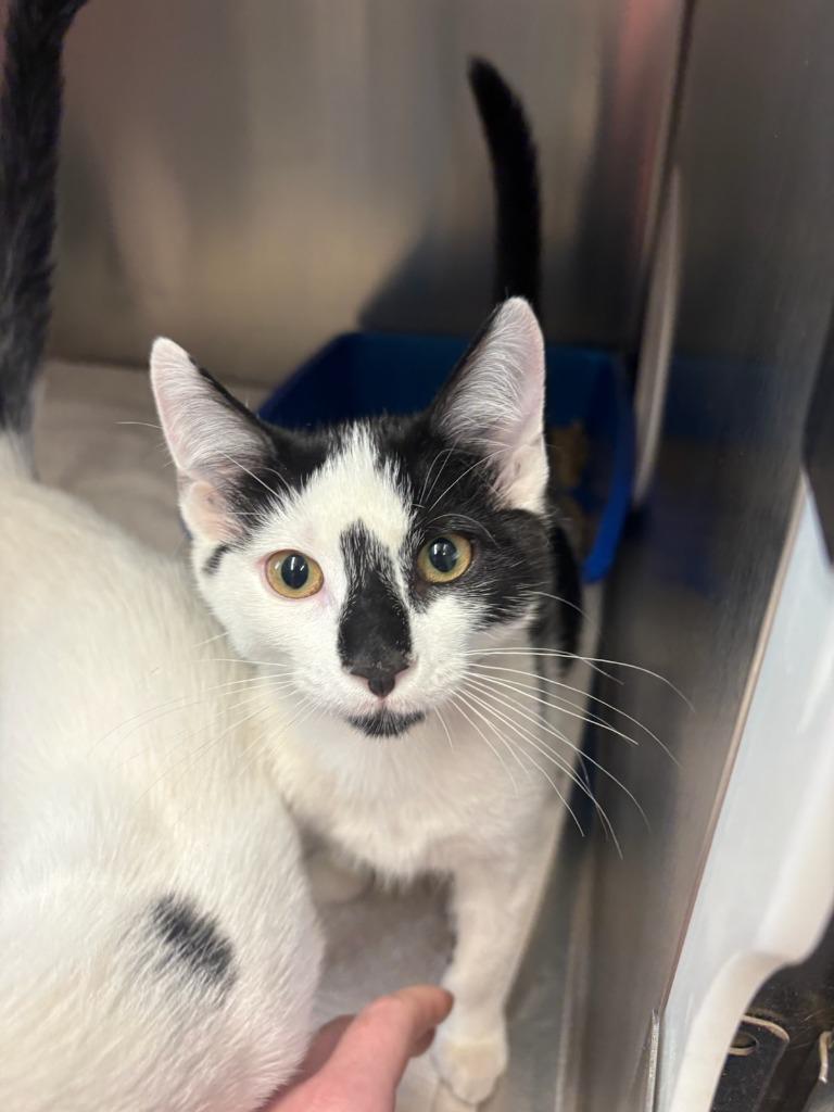 Enlarge Oreo, a Adopted mixed breed in Boone, IA image 1/1