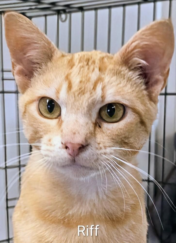 Riff, adopted, Young Male Domestic Short Hair.