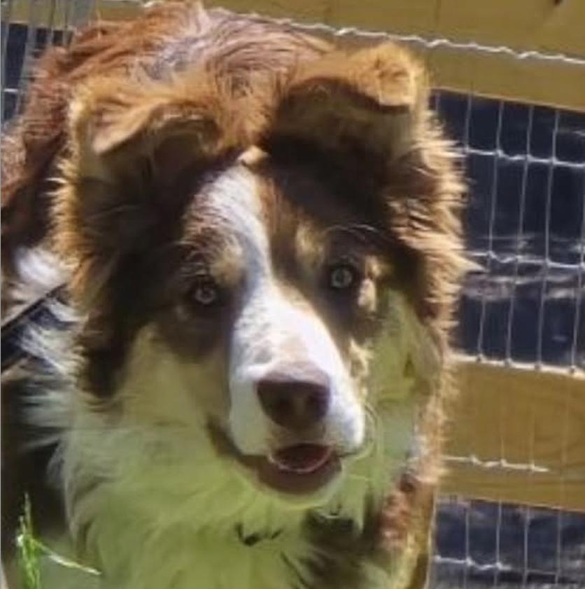 HAZEL, adopted, Young Female Border Collie.