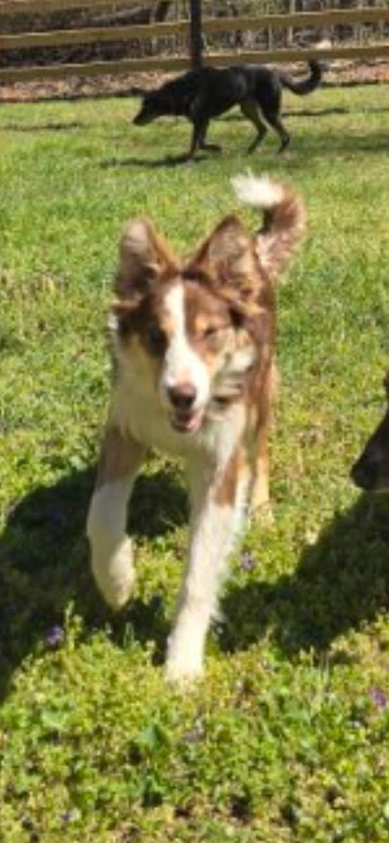 Enlarge HAZEL, an adopted Border Collie in East Flat Rock, NC image 2/3