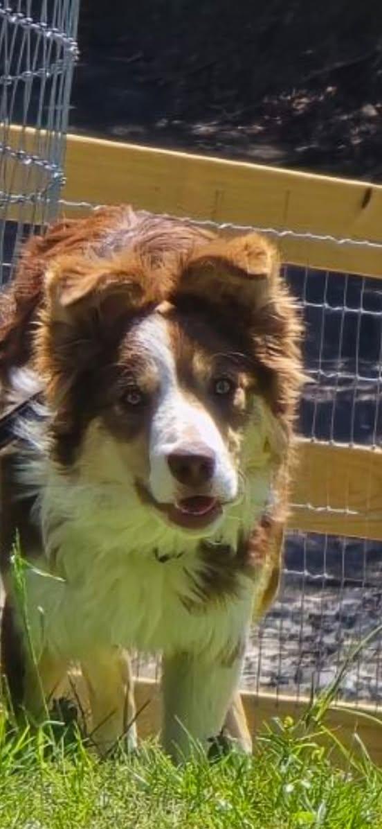 Enlarge HAZEL, an adopted Border Collie in East Flat Rock, NC image 3/3